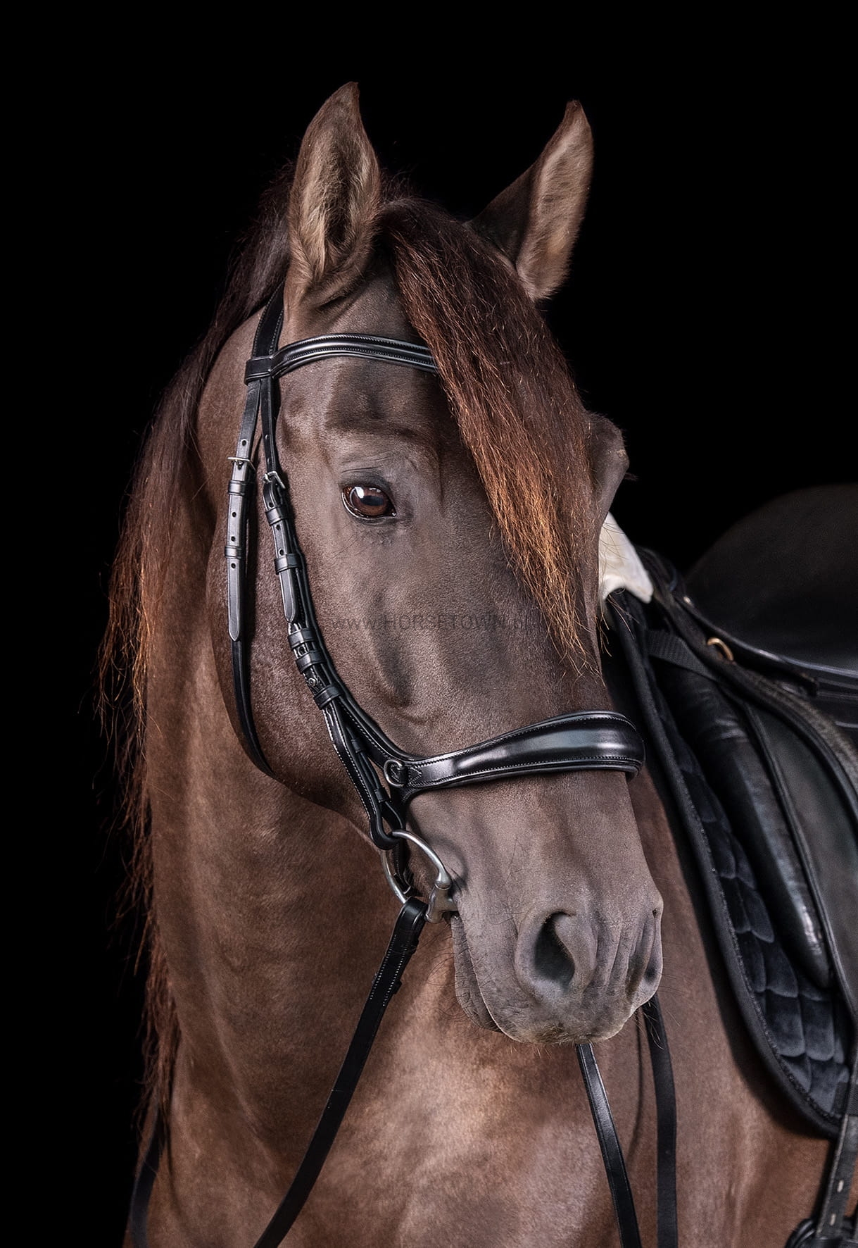 Bride Schockemohle Equitus Beta, Filet, Noir Et Blanc, Taille Pleine/cheval, Neuve