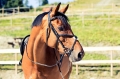 HZ_Elegant_10012_BL.jpg