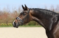 R-715-SD-Mystery-bridle-5.jpg