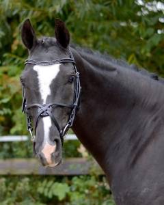 QHP Ogłowie Meksykańskie DIONYSOS