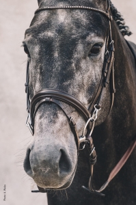 SCHOCKEMÖHLE Ogłowie Stuttgart Neo line