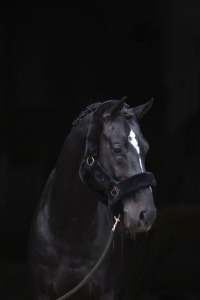 Covalliero Kantar dla konia SuperSoft, czarny