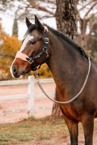 Horze Trixi Kantar Dark Navy