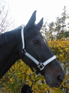 HB Kantar reflected Black