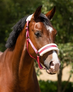 QHP Kantar z futrem Cali Fuchsia