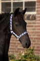 1002Foal.jpg