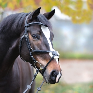 Kavalkade ogłowie meksykańskie Proline-Diego black