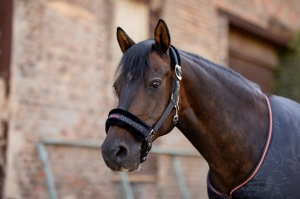 Horze Kantar z uwiązem Pegasus 