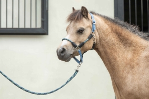HKM Kantar Nele Przydymiony niebieski