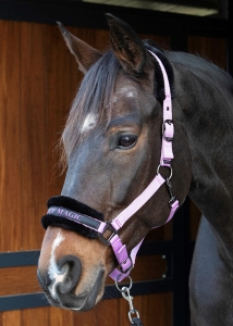 Harry's Horse Kantar Lyrics Quotes Lila