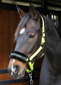 Harry's Horse Kantar Lyrics Quotes Lime