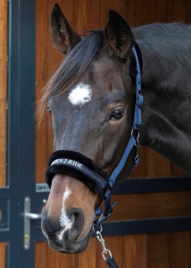 Harry's Horse Kantar Lyrics Quotes Navy