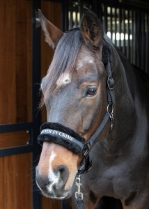 Harry's Horse Kantar Lyrics Quotes Black