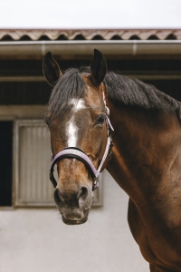 EQUITHEME Kantar JACQUARD pink