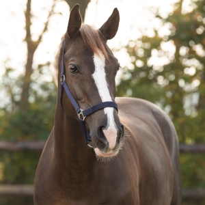 QHP Kantar slide Navy