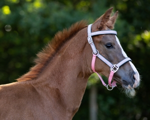 QHP Kantar źrebięcy z naczółkiem Flore Flamingo pink Full foal 