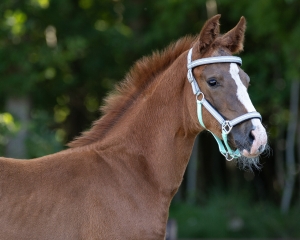 QHP Kantar źrebięcy z naczółkiem Flore Ice green Full foal 