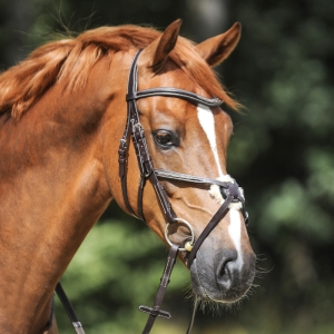 Ogłowie Kavalkade Diandro  BRĄZOWE