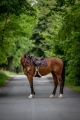 HorseTown - 01.jpg