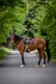 HorseTown - 02.jpg