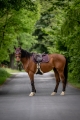 HorseTown - 03.jpg