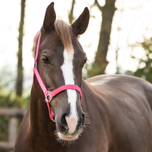 QHP Kantar slide Fuchsia