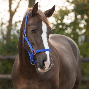 QHP Kantar slide Cobalt Blue