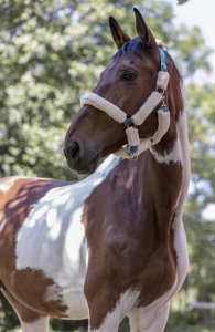 Norton Kantar Sheepskin Royal blue