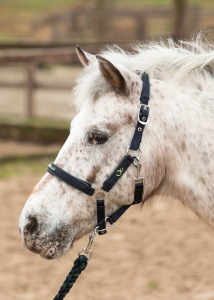 Harry's Horse Kantar z uwiązem  STOUT! Lime 