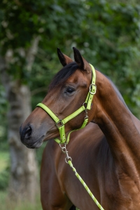 Covalliero Kantar dla konia Mustang zielony