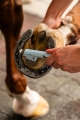 5690 Grooming set Stable buddy 6.jpg