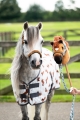 1222 5577 5691 Head collar set Stable buddy en Hobby horse 2.jpg