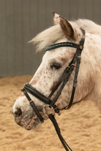 Harry's Horse Ogłowie STOUT! Lime 