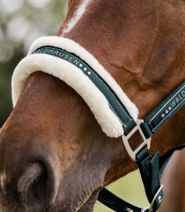 Waldhausen Kantar Elegant fir green