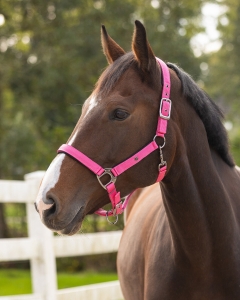 QHP Kantar Deluxe Pink