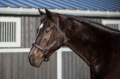 1229 Head collar Glitter 1.jpg
