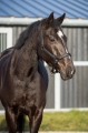 1229 Head collar Glitter 3.jpg