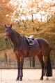 SchockSports_Horse-Products_dark-purple_IMG_0143.jpg