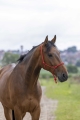 510148003_ambi_5_web.jpg