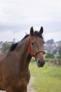 NORTON Halter kantar sznurkowy Ethological Red