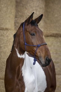 NORTON Halter kantar sznurkowy Ethological Blue