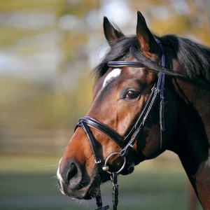 Ogłowie Kavalkade Premium